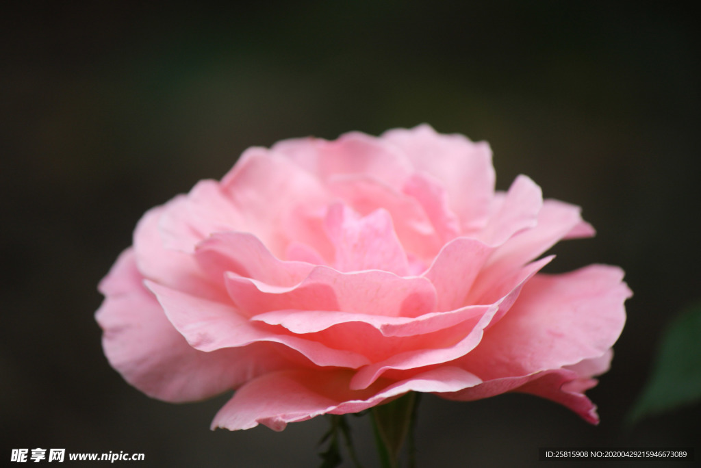 玫瑰花月季花图片