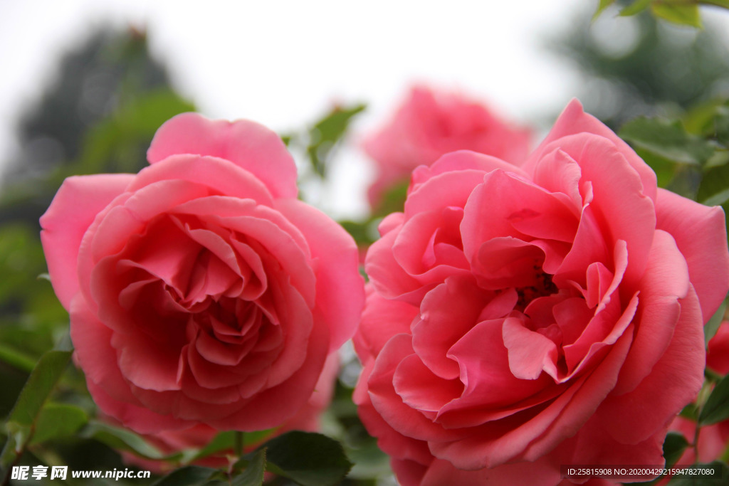 玫瑰花月季花图片