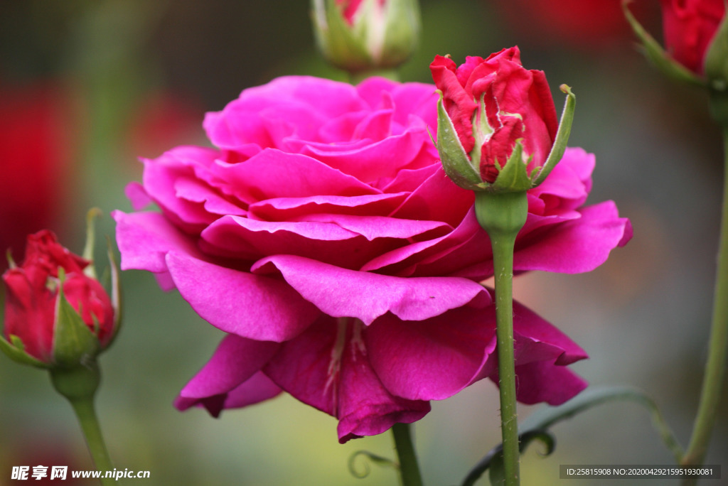 玫瑰花月季花图片