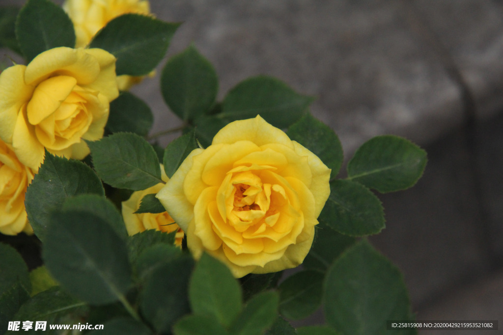 玫瑰花月季花图片