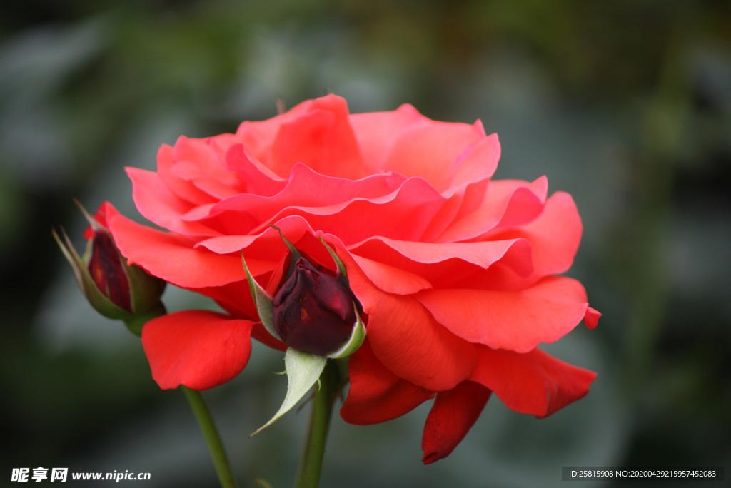 玫瑰花月季花图片