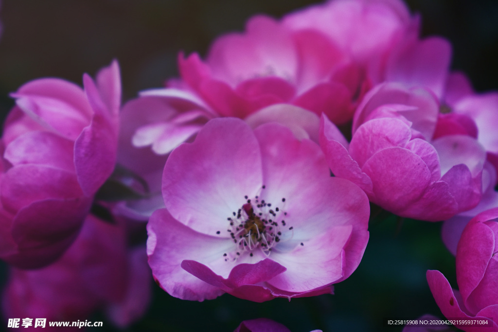 玫瑰花月季花图片