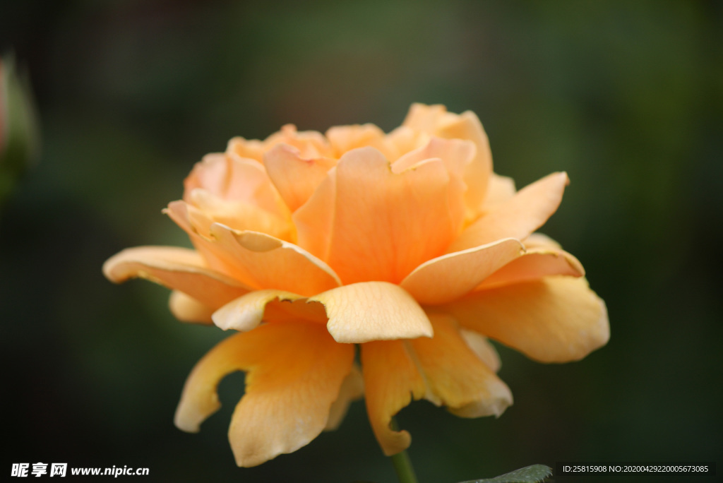 玫瑰花月季花图片