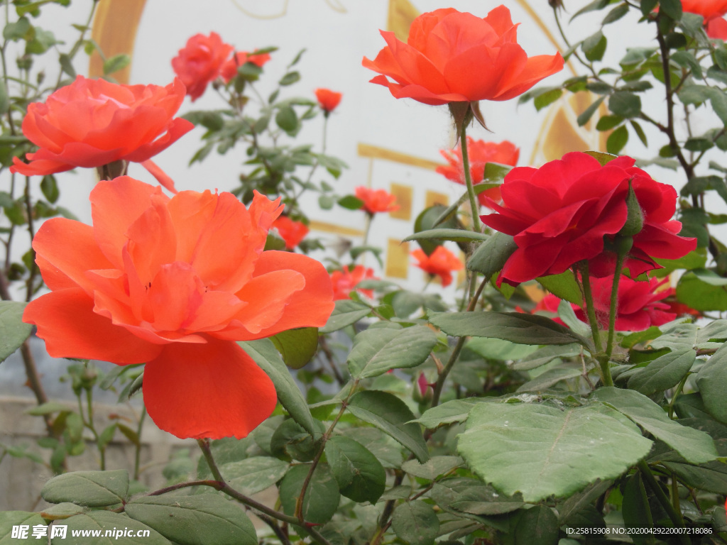 玫瑰花月季花图片