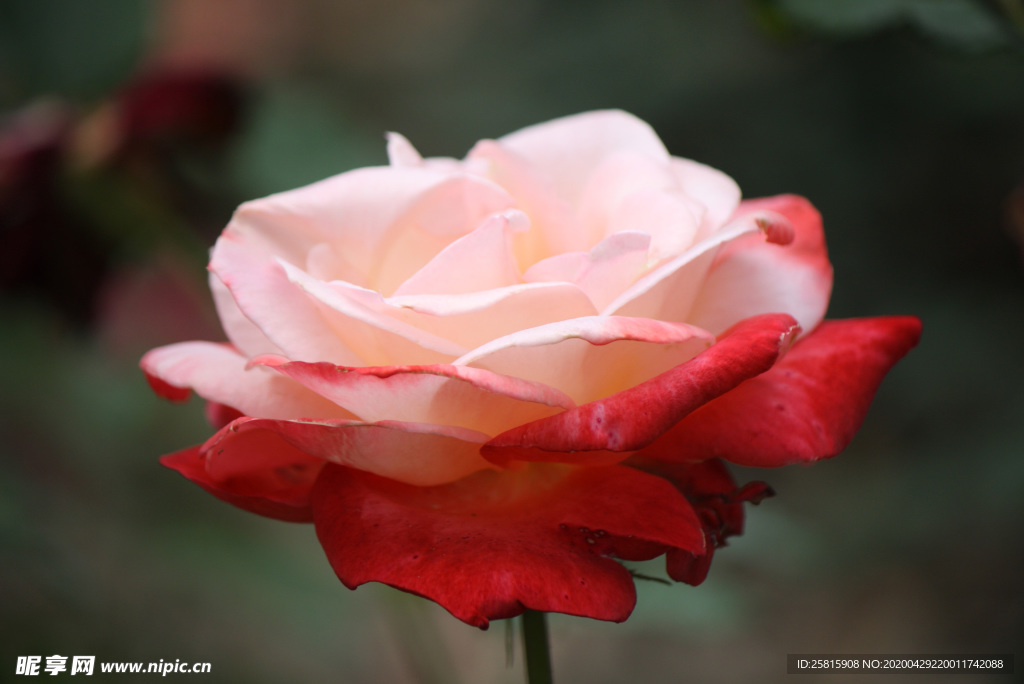 玫瑰花月季花图片