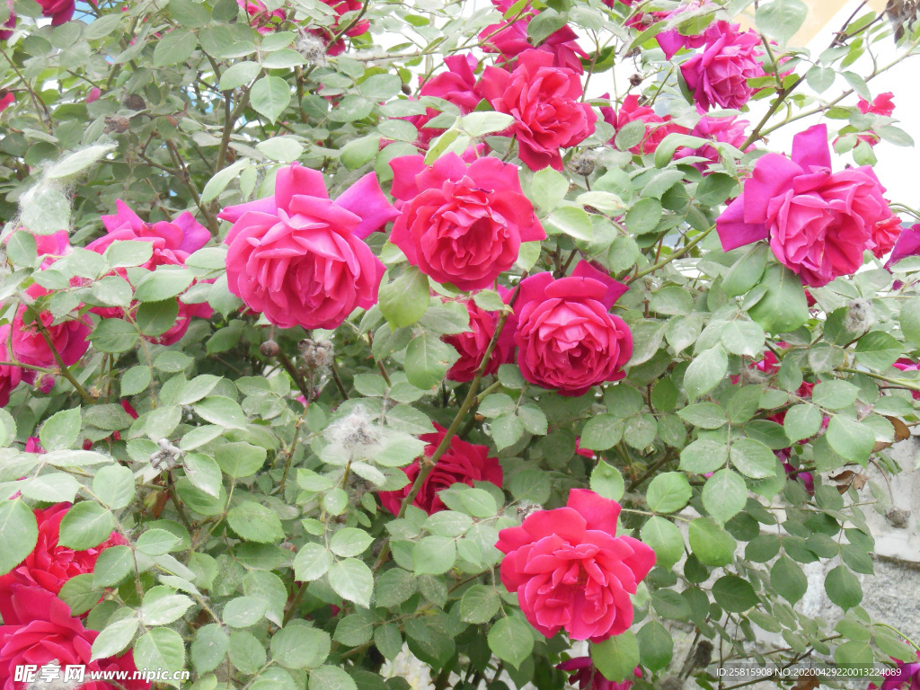 玫瑰花月季花图片