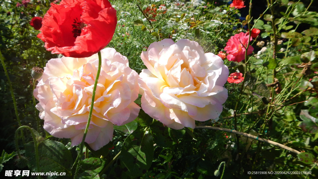 玫瑰花月季花图片