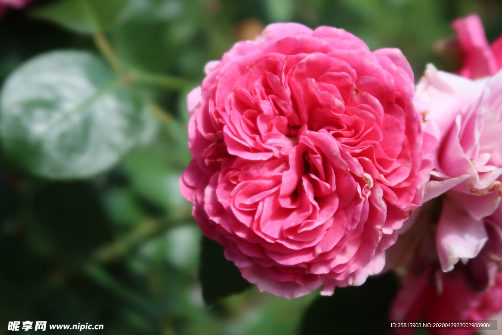 玫瑰花月季花图片