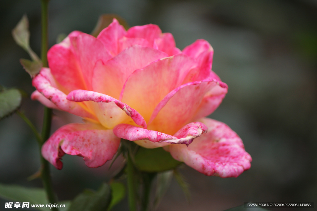 玫瑰花月季花图片