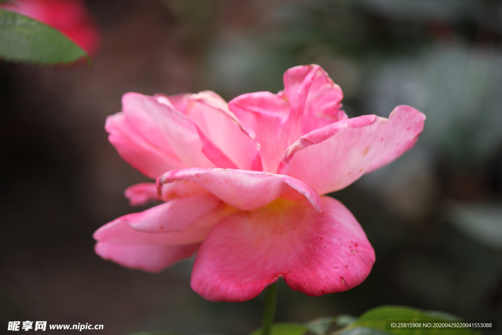 玫瑰花月季花图片