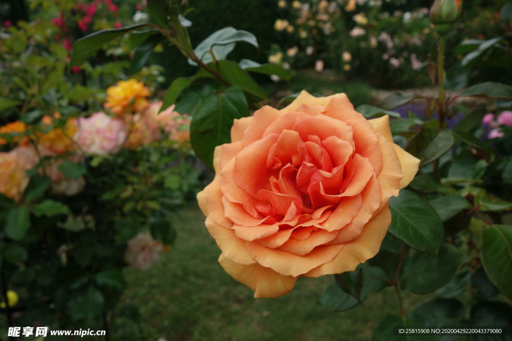 玫瑰花月季花图片