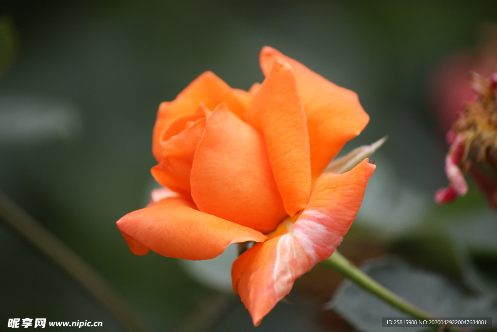 玫瑰花月季花图片