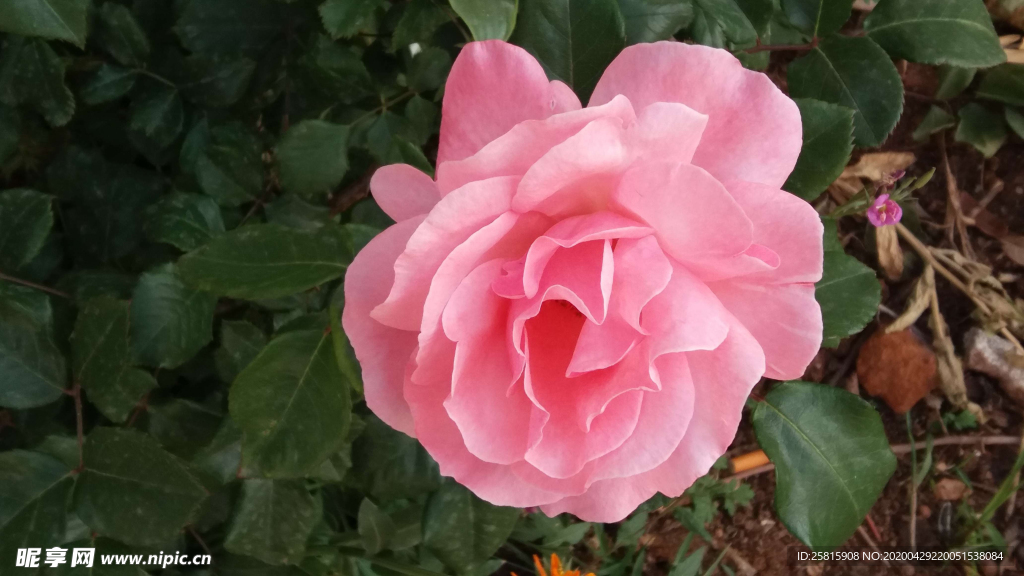 玫瑰花月季花图片