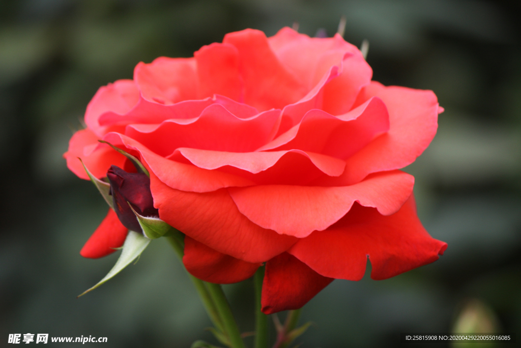 玫瑰花月季花图片