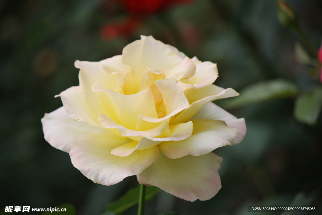 玫瑰花月季花图片