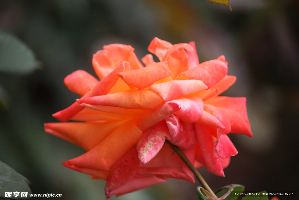 玫瑰花月季花图片