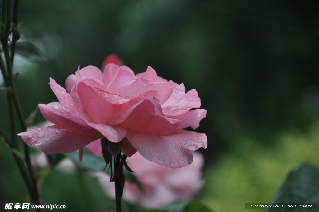 玫瑰花月季花图片