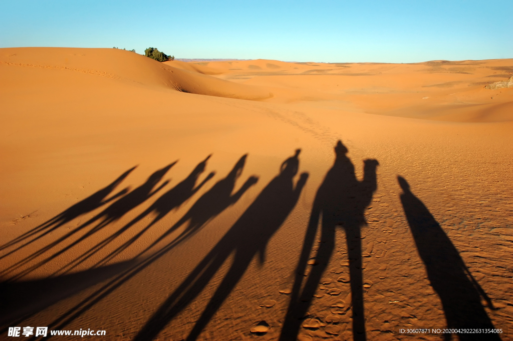 沙漠骆驼