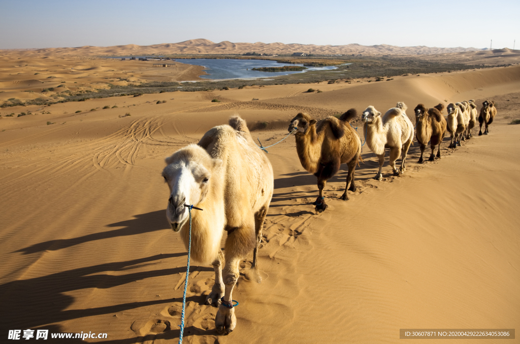 沙漠骆驼