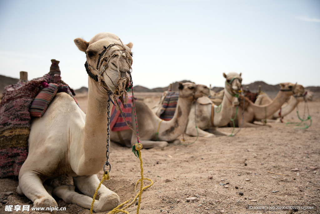 沙漠骆驼