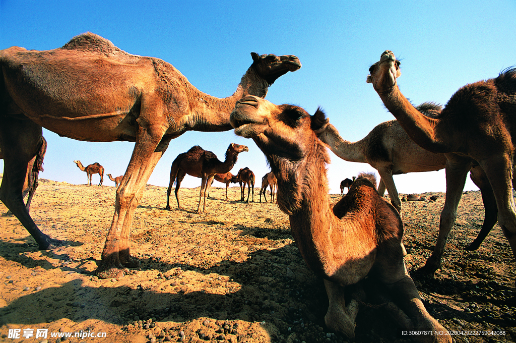 沙漠骆驼