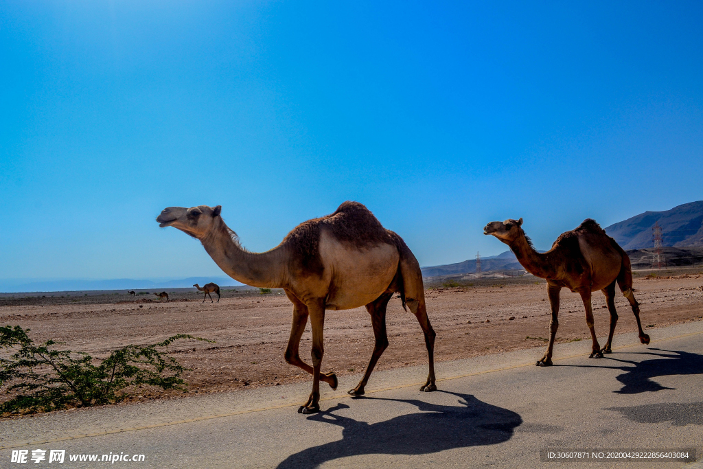 沙漠骆驼