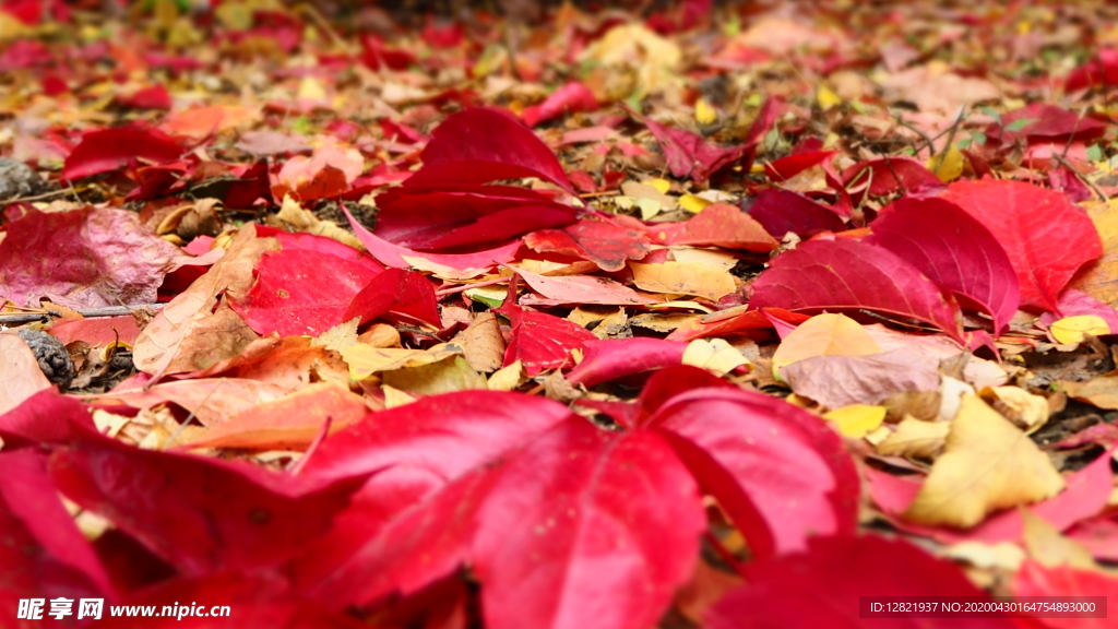 秋之韵---呼和浩特