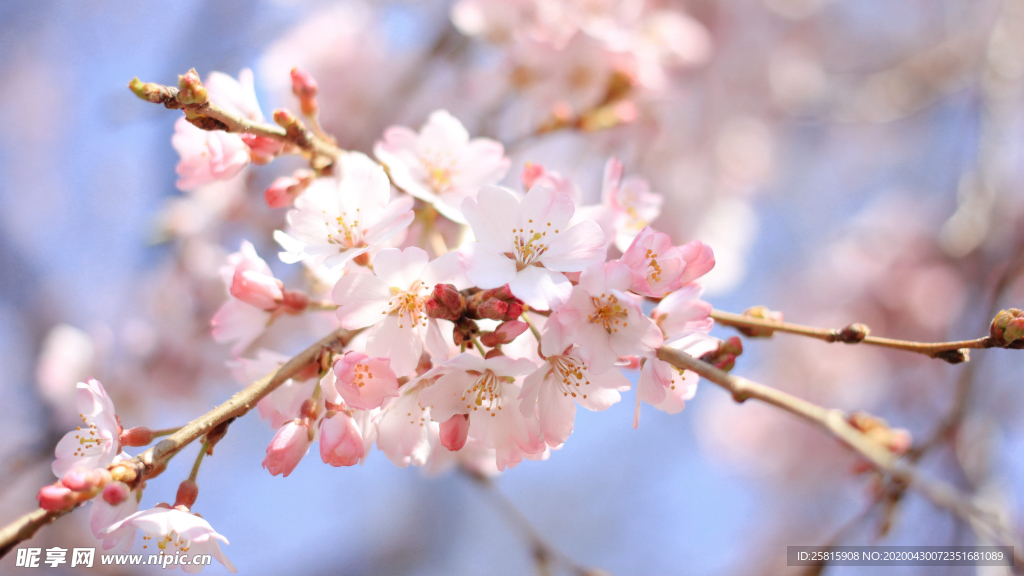 樱花桃花唯美花艺图片