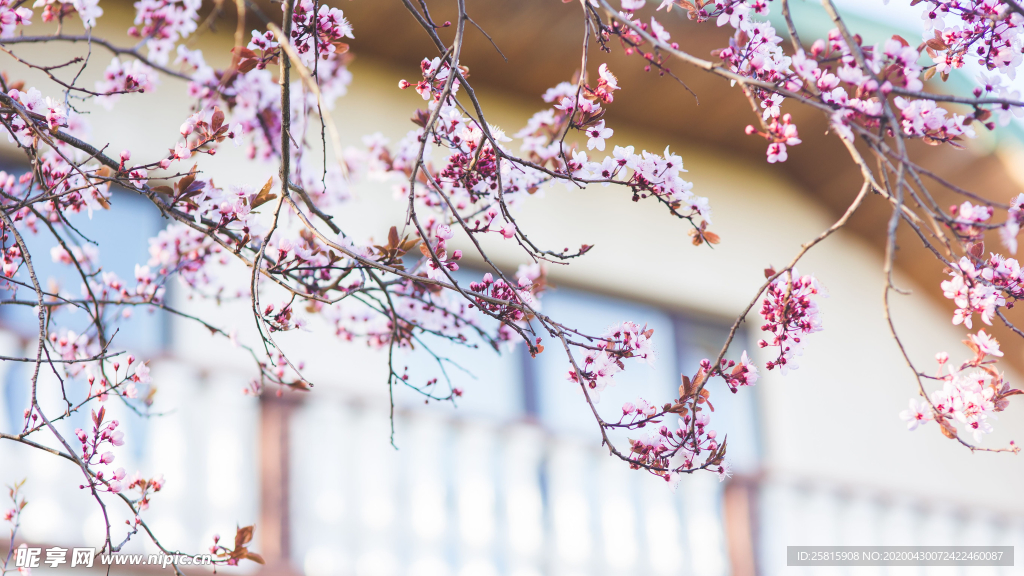 樱花桃花唯美花艺图片