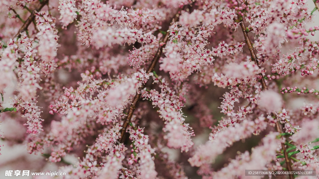樱花桃花唯美花艺图片