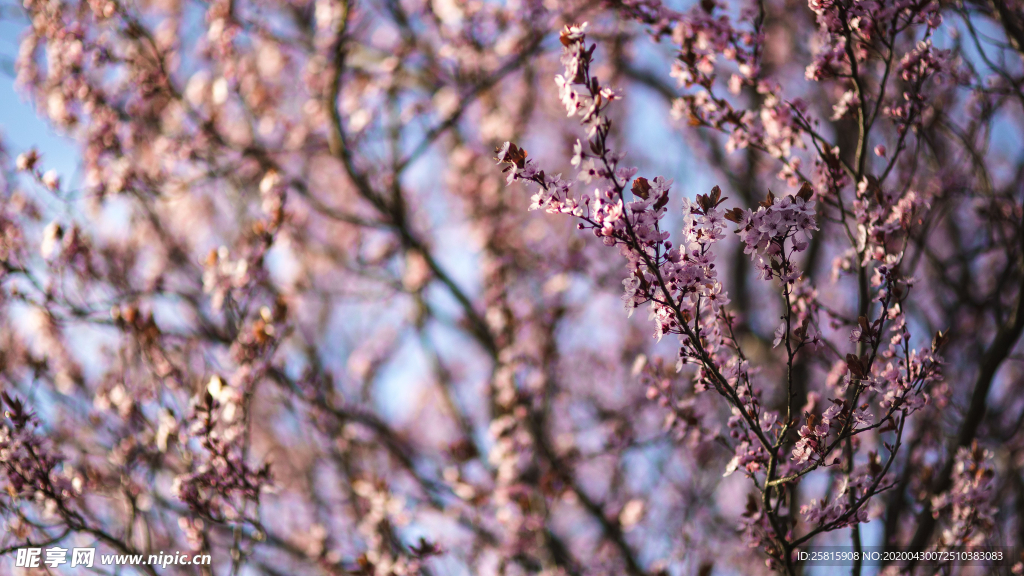 樱花桃花唯美花艺图片