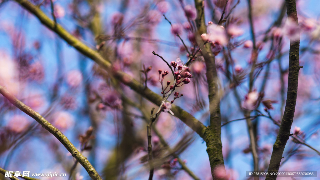 樱花桃花唯美花艺图片