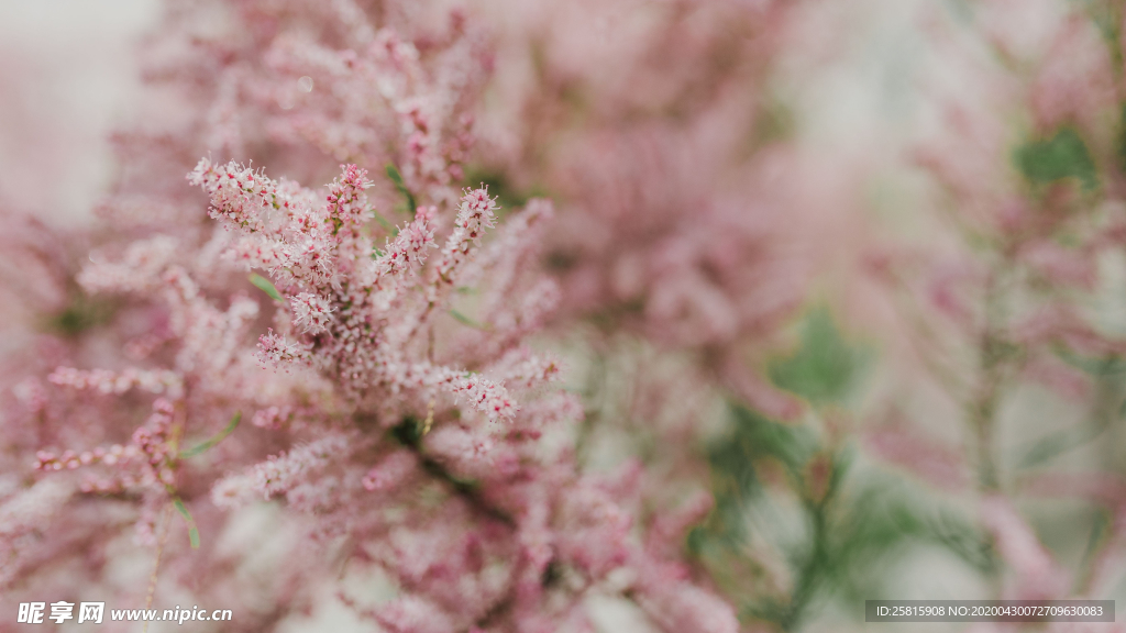 樱花桃花唯美花艺图片