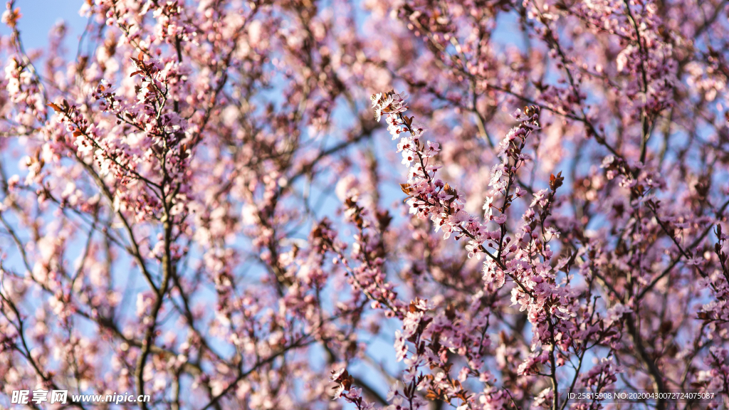 樱花桃花唯美花艺图片