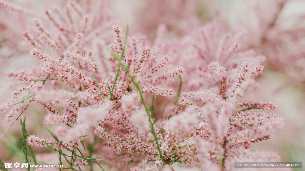 樱花桃花唯美花艺图片