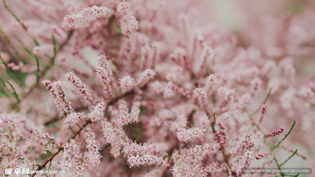 樱花桃花唯美花艺图片