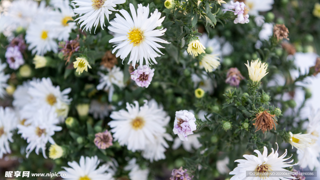 小雏菊清新淡雅图片