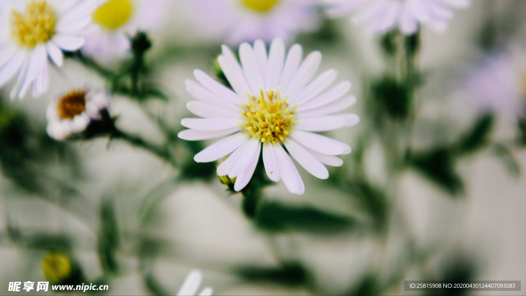 小雏菊清新淡雅图片