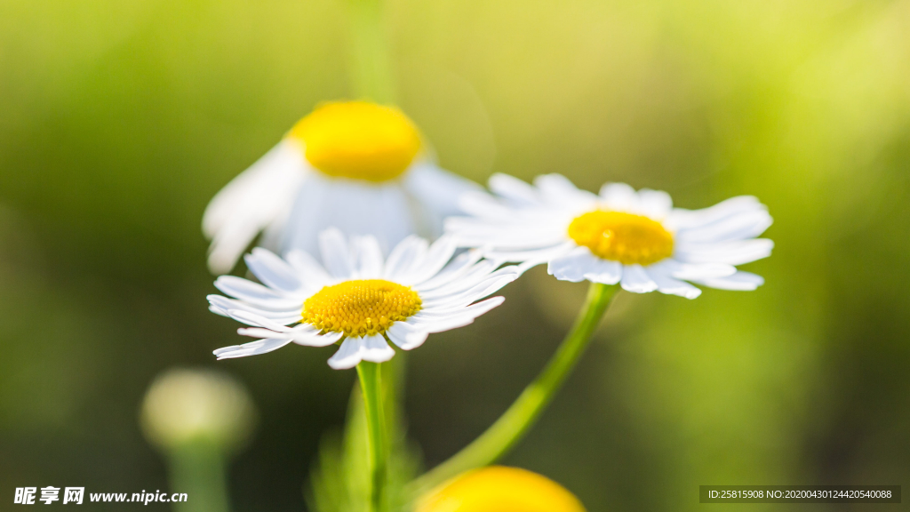 小雏菊清新淡雅图片