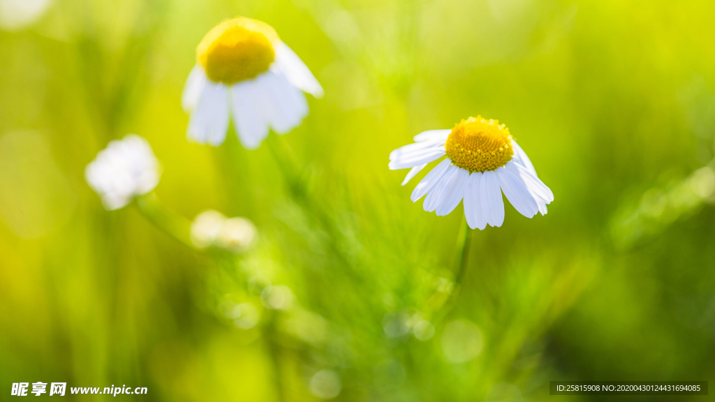 小雏菊清新淡雅图片
