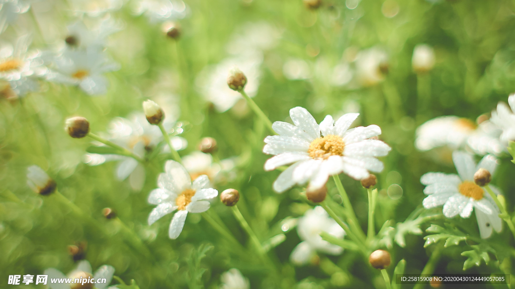 小雏菊清新淡雅图片