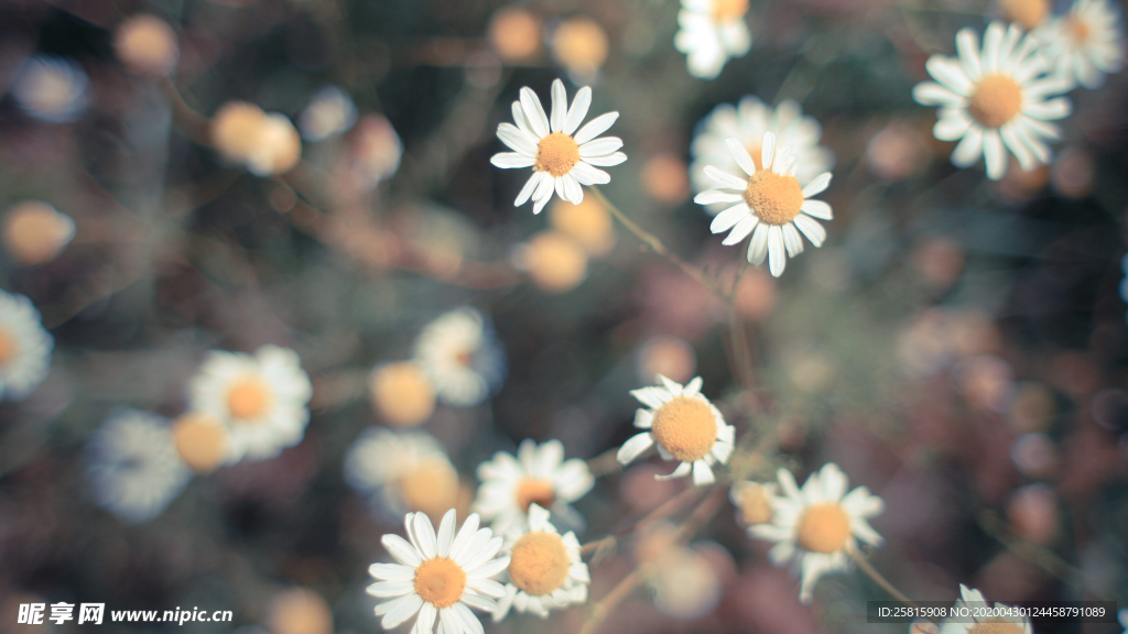 小雏菊清新淡雅图片