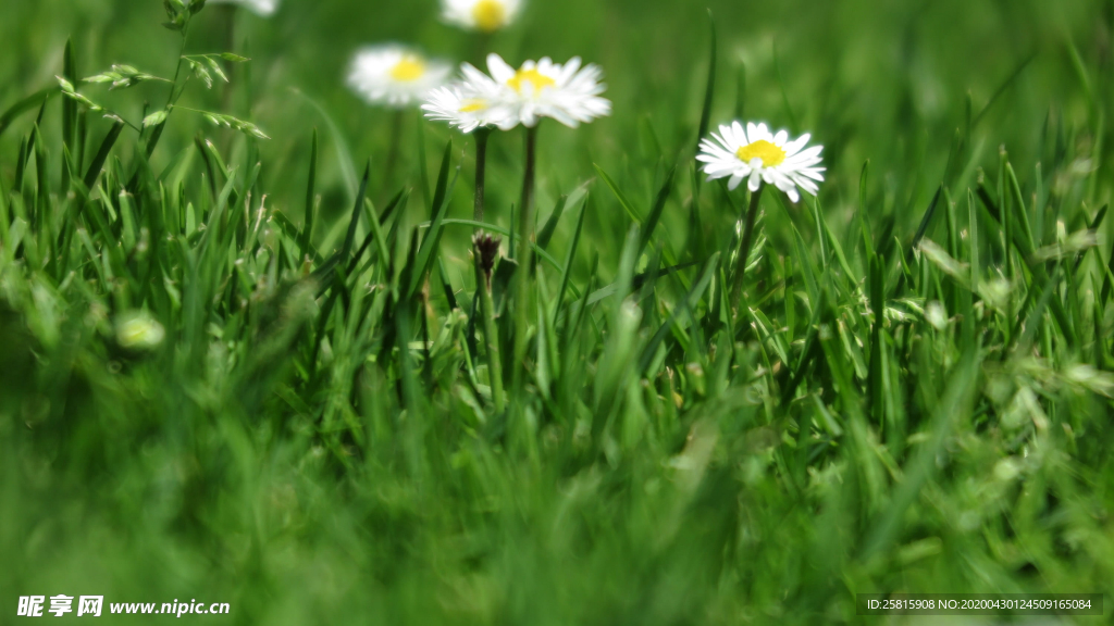 小雏菊清新淡雅图片