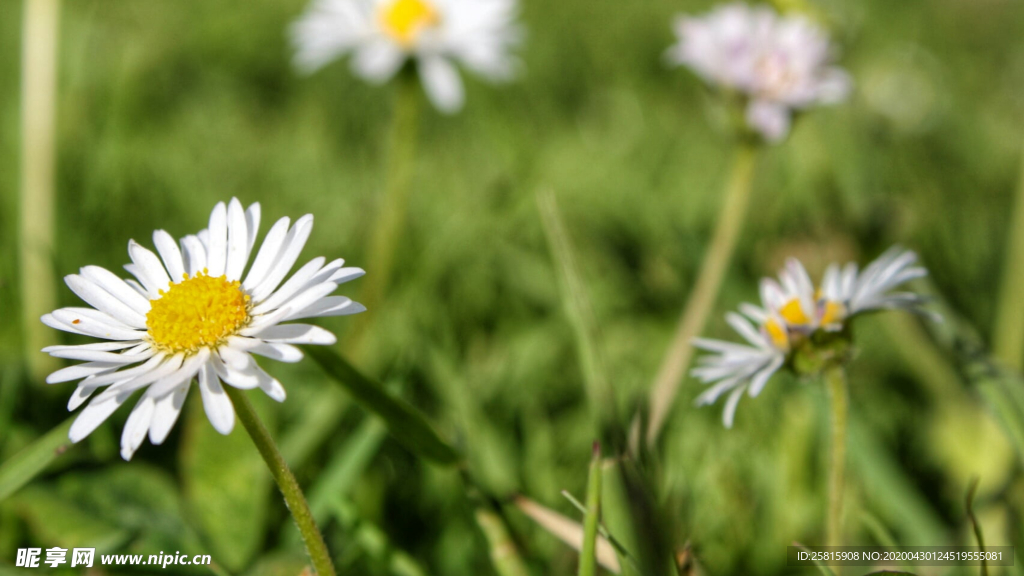 小雏菊清新淡雅图片