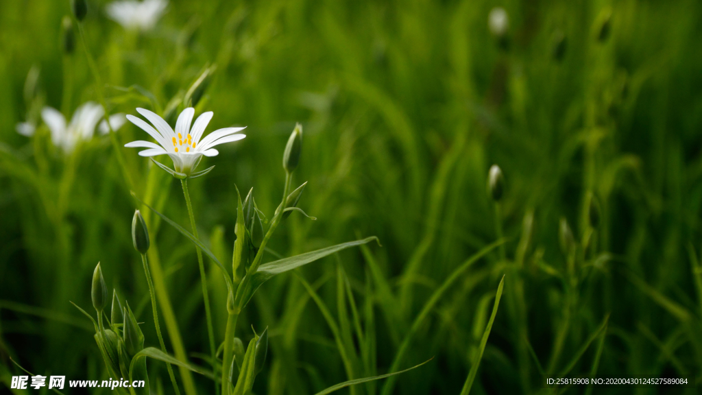 小雏菊清新淡雅图片