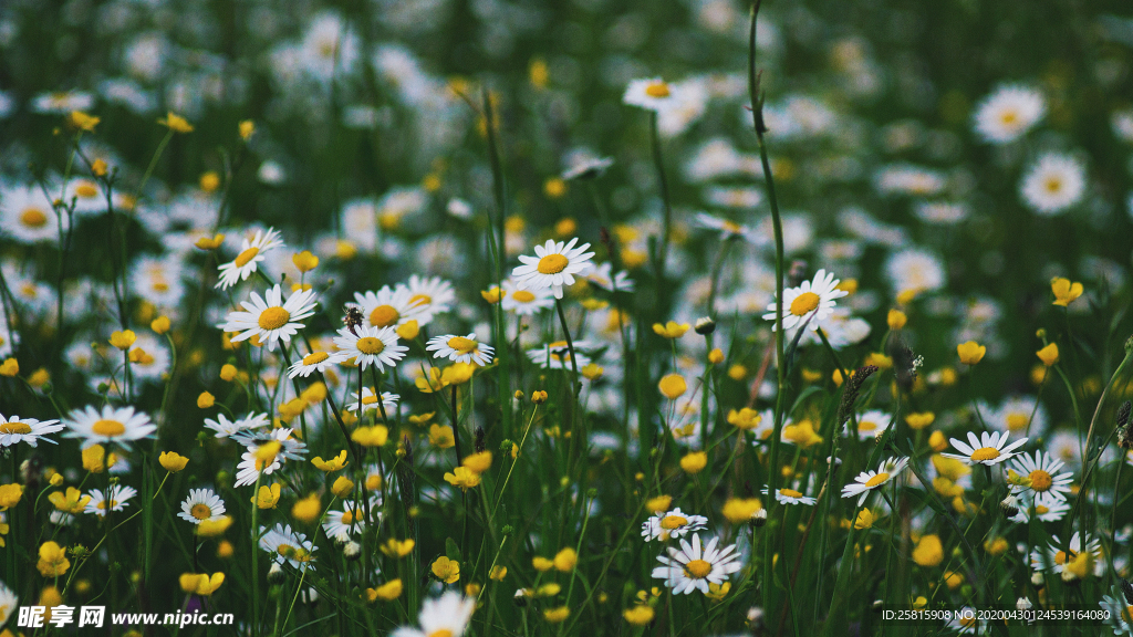 小雏菊清新淡雅图片