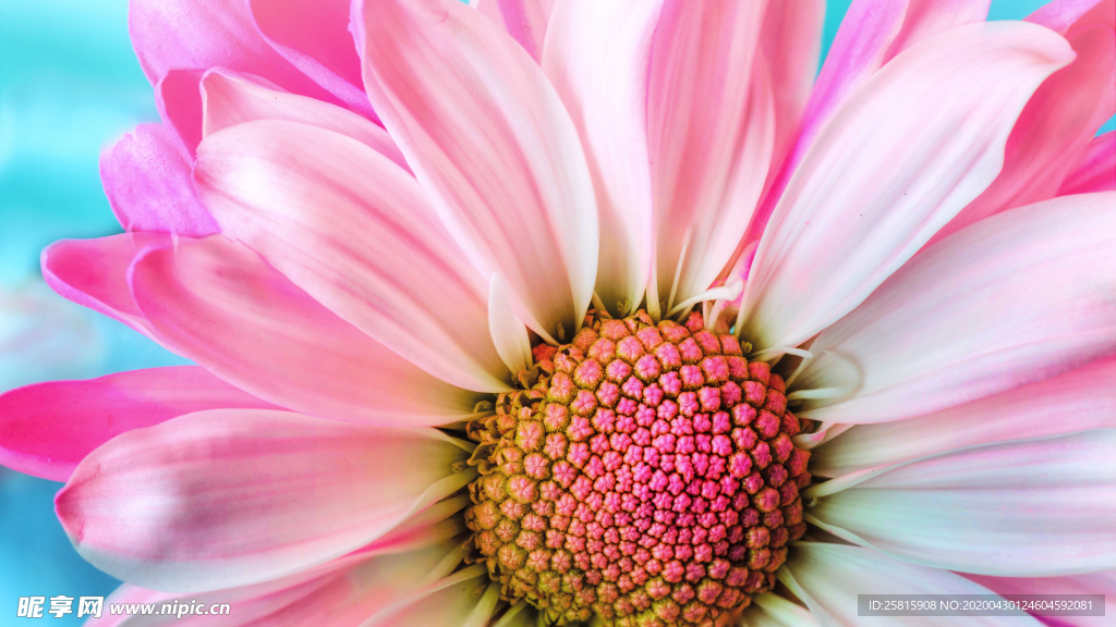 非洲菊端庄美丽图片