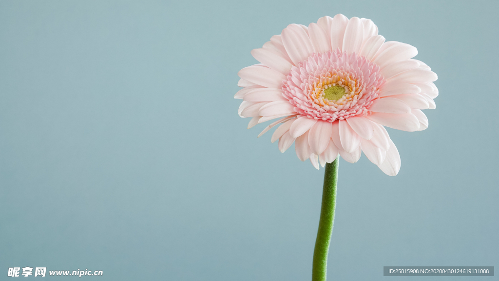 非洲菊端庄美丽图片