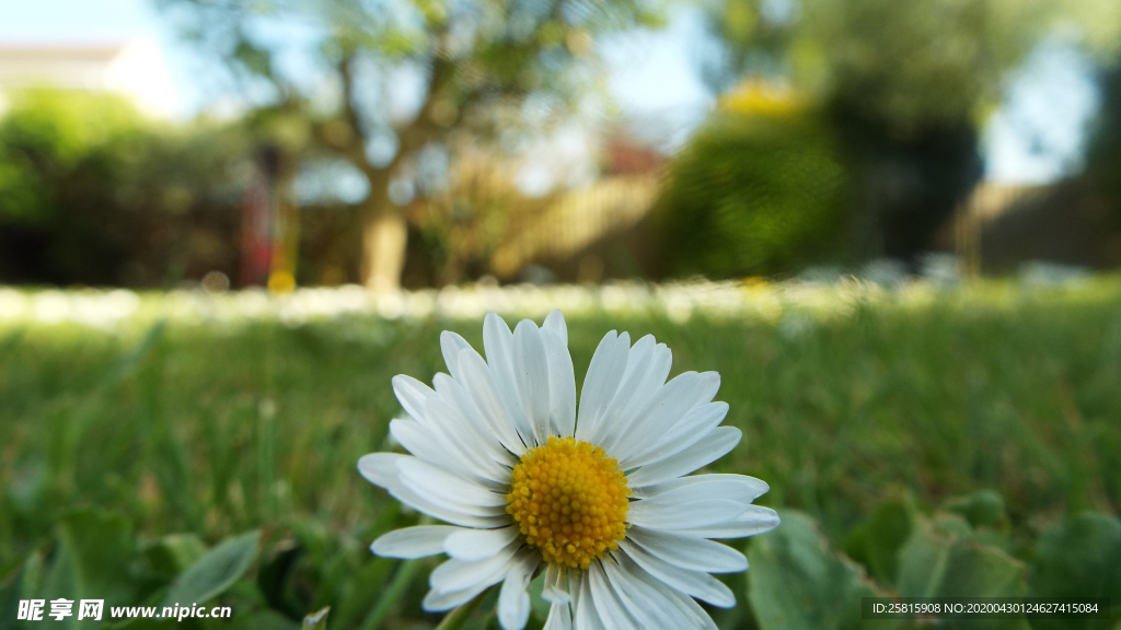 非洲菊端庄美丽图片