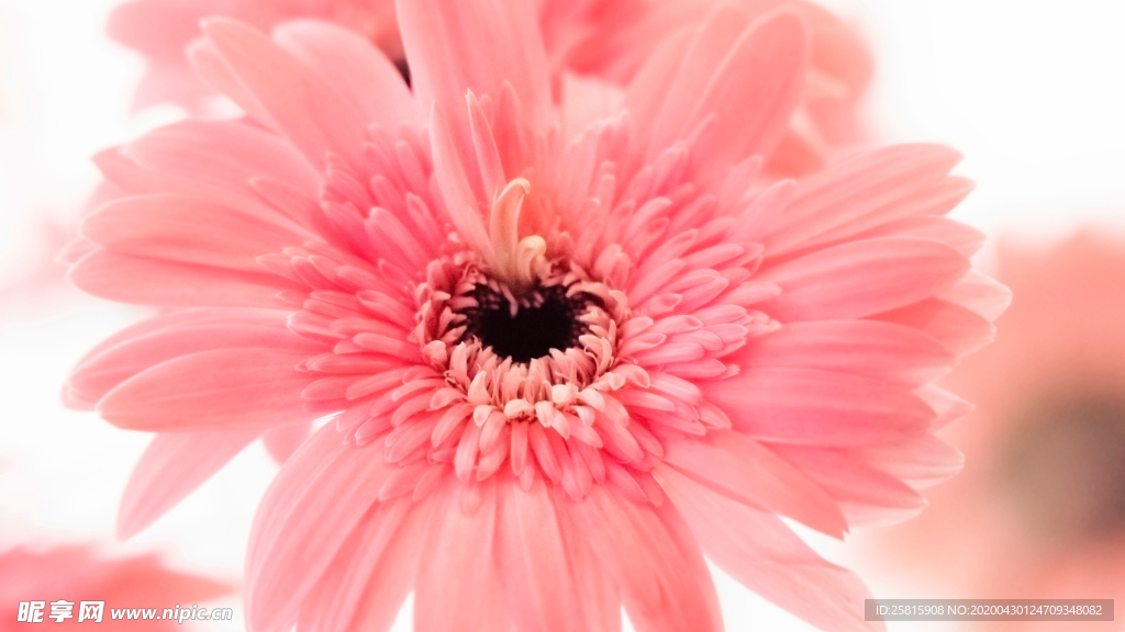 非洲菊端庄美丽图片